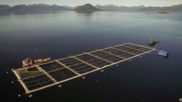 30% de las sanciones a salmoneras en chile ocurren en areas protegidas por sobreproduccion y contaminacion