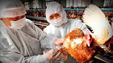 China detecta el primer caso mundial de gripe aviar H10N3 en humanos