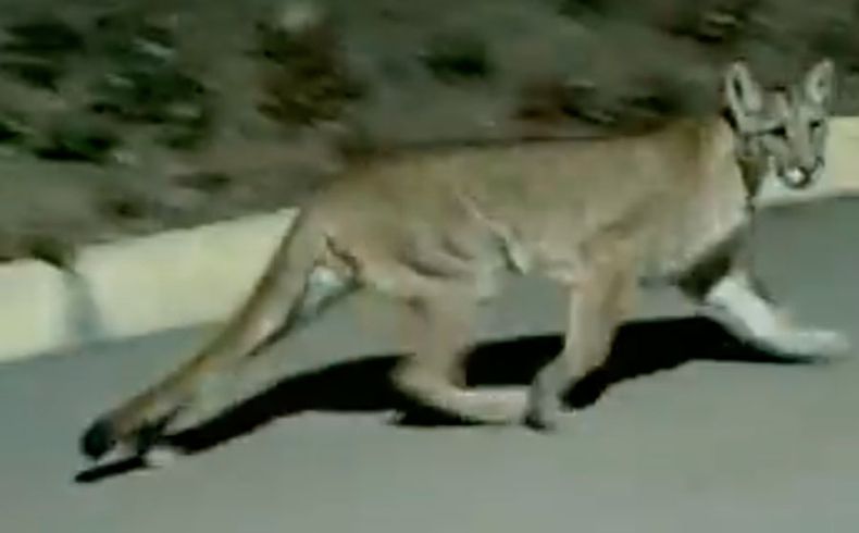 puma.jpg