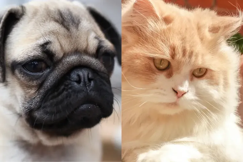 14914 perros y gatos.webp