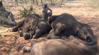 La peor matanza de elefantes de los últimos años en África: Cerca de 90 animales fueron masacrados para robar sus colmillos