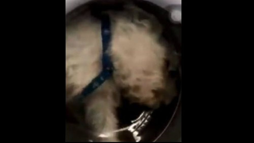 Tortura animal: Filmó a su perro dentro de la lavadora para hacerse famosa y recibió la indignación de Instagram