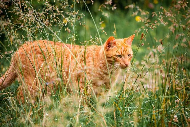 gatos australia2 1.jpg
