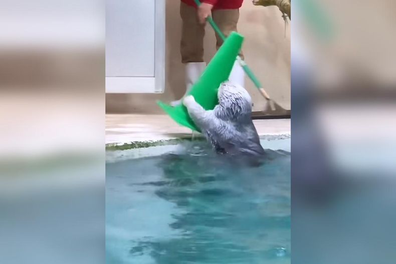 video trabajando duro o durando en el trabajo tierna nutria ayuda a limpiar piscina.jpeg