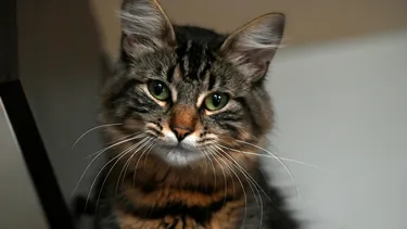 Tras supuesto atropello de gato, difundieron su dirección en funa y sufrió ataques en su casa: Corte ordenó borrar publicación