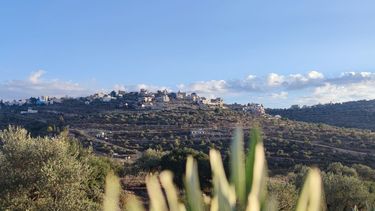 El Desconcierto | Imagen de campo en Palestina