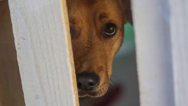 Viajar cuidando perros: Plataforma intercambia hospedaje por cuidado de hermanos menores