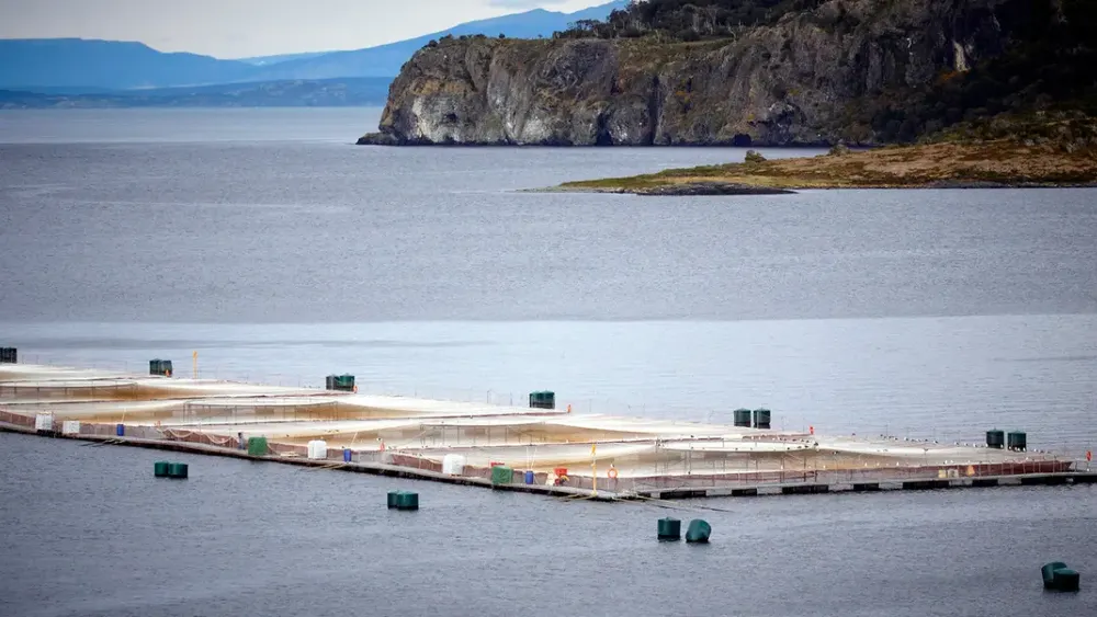 Mayor salmonera de Chile, AquaChile, habría eludido evaluación ambiental en 9 centros produciendo 73 mil toneladas