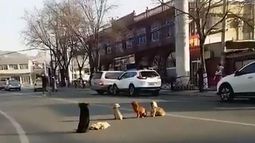 VIDEO| Lealtad a toda prueba: Perros bloquean concurrida calle para proteger el cuerpo de su amigo atropellado