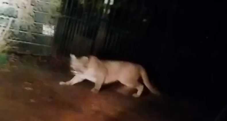 Otro puma suelto en Paine, esta vez, un ejemplar adulto y agresivo - Captura de video