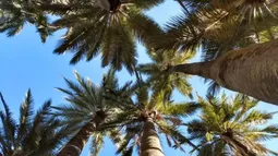 Palma chilena, la más austral del mundo, obtiene la mayor protección a nivel mundial de CITES tras reducción de ejemplares