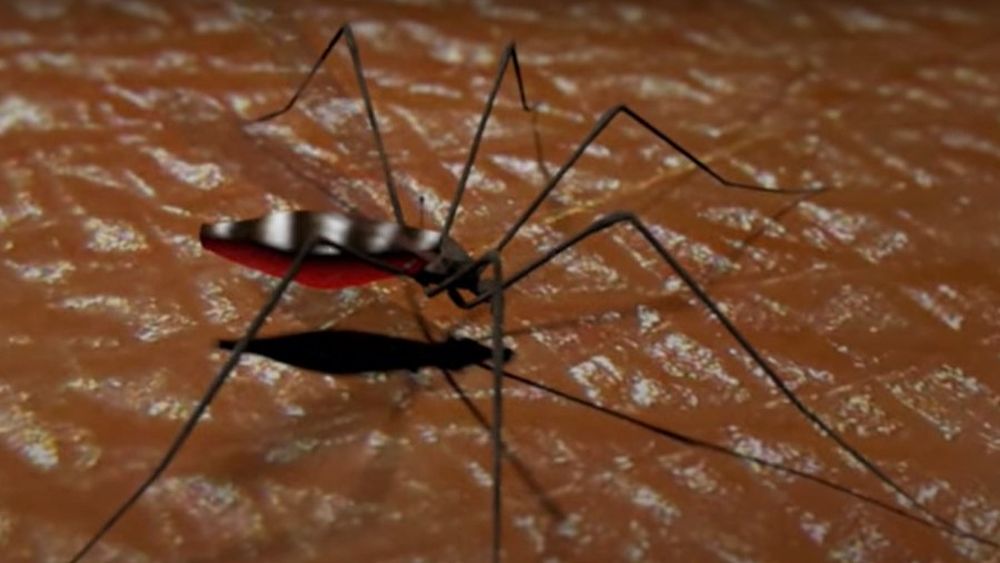 Detectan en Valparaíso a mosquito transmisor del dengue que se extiende por Latinoamérica