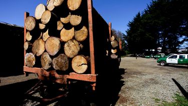 Empresario forestal en prisión preventiva acusado de liderar banda de robo de madera