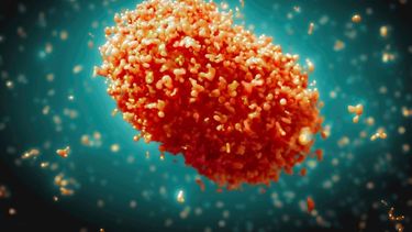 Viruela Mpox llega a Asia y Europa: OMS pide al mundo una “respuesta unificada”