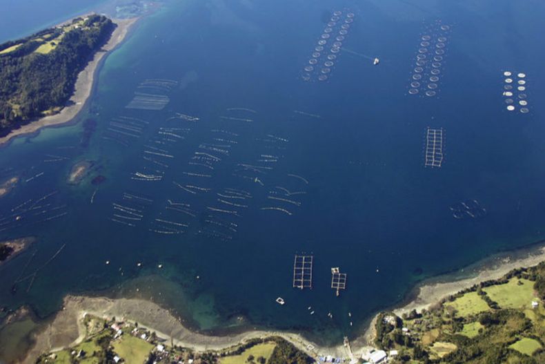 salmon farms 768x512 1.jpg