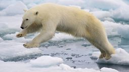 Calentamiento global y deshielo en el Ártico: Las razones que llevan a los osos polares a invadir una isla rusa