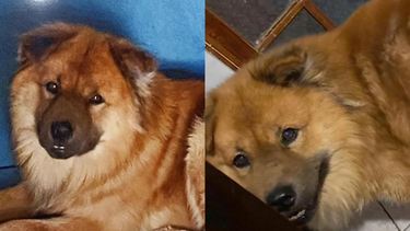 Hombre que apuñaló y degolló a perro con un cuchillo en Quilicura cumplirá pena en libertad