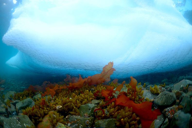 centro ideal icepit hielo antartica.jpg
