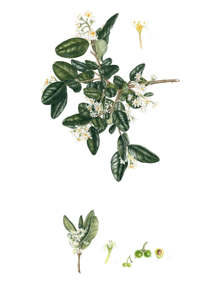 Boldo, Peumus boldus - Libro sobre plantas nativas de Chile