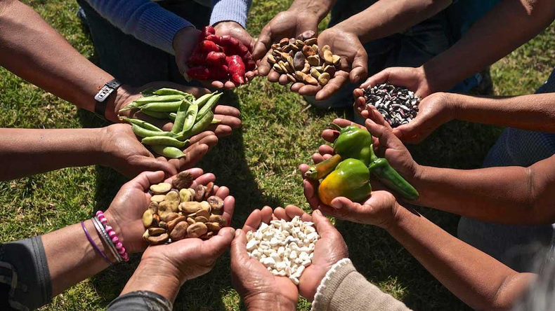 FOSIS impulsa seguridad alimentaria en La Unión con invernaderos que impulsan autonomía de familias rurales.