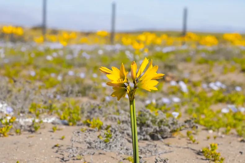 23975 desierto florido.webp