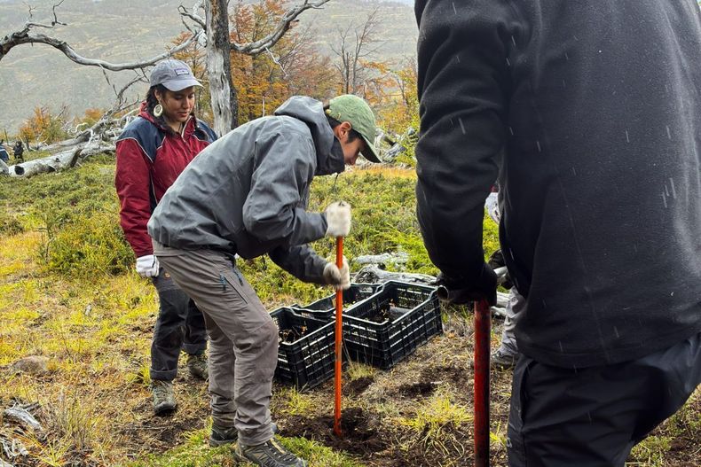 Avanza la recuperación de bosques nativos, con el Plan de Restauración post incendios forestales, festivales en Puerto Varas y jornadas en Torres del Paine.
