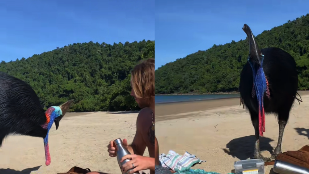 VIDEO| Joven interactúa con ave sin saber que era la más peligrosa del mundo
