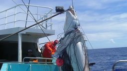 Chile: Comercialización de tiburón sardinero aumentó 40 veces en los últimos 4 años