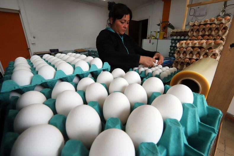 Huevos imagen referencial.jpg