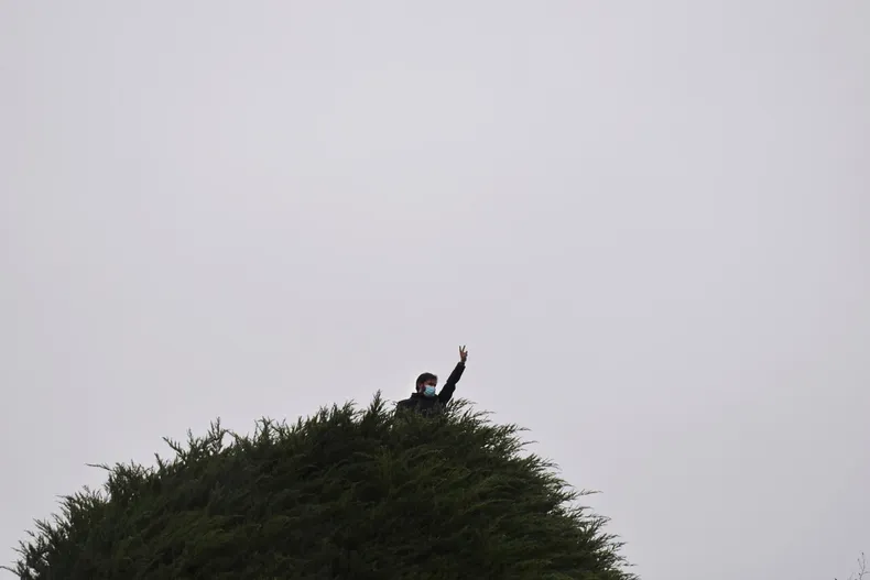 12783 boric arbol.webp