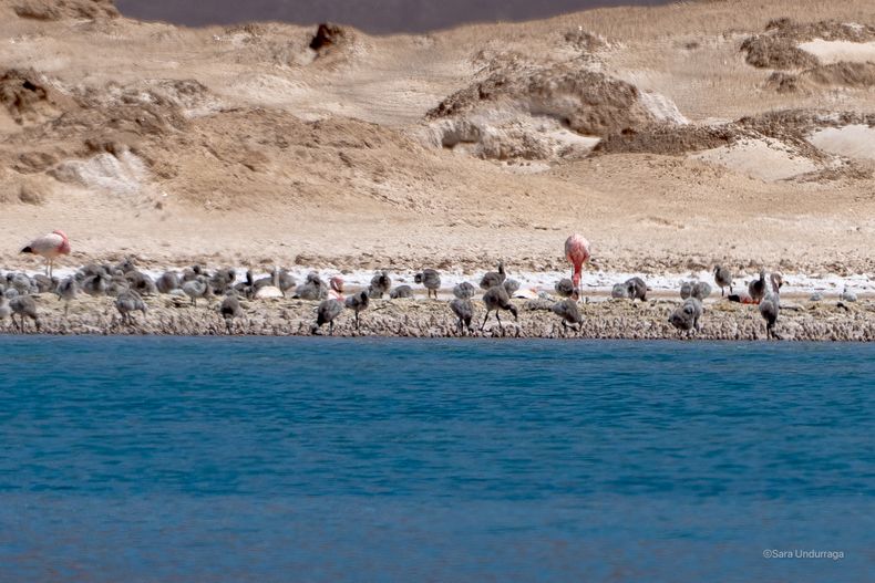 Flamencos andinos encuentran refugio en Maricunga mientras avanza la exploración de litio