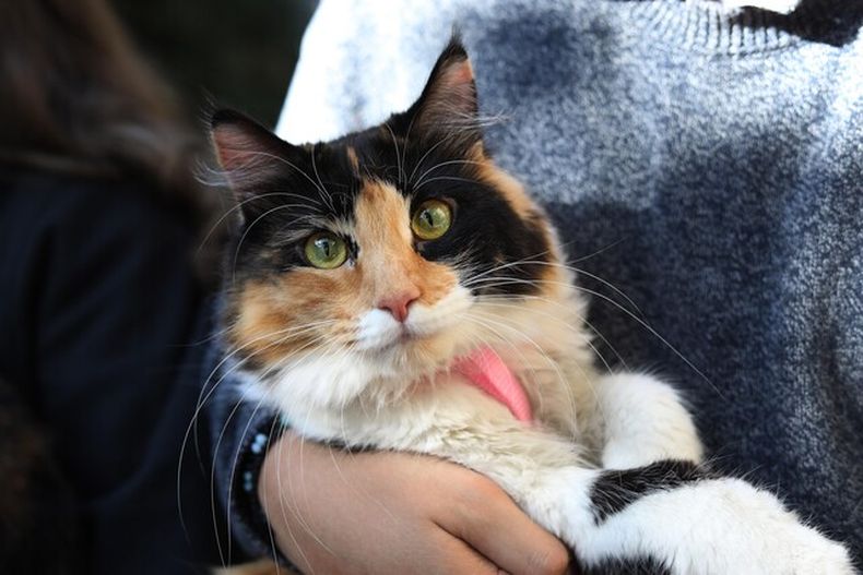 Foto referencial de un gato Agencia Uno.jpeg