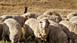 SAG frena importaciones de productos ovinos desde Argentina por brote de Scrapie SAG frena importaciones de productos ovinos desde Argentina por brote de Scrapie