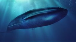 Ballenas del Golfo de Corcovado en Chiloé presentan índices de químicos contaminantes en su grasa
