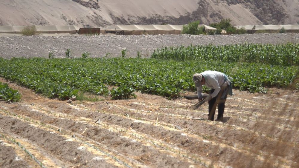 Valle de Azapa: Los métodos para regar con poca agua en la gran vega de Chile