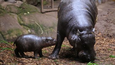Hipopótamos causan daños a la ecología y biodiversidad de Colombia - Agencia Uno Hipopótamos causan daños a la ecología y biodiversidad de Colombia - Agencia Uno