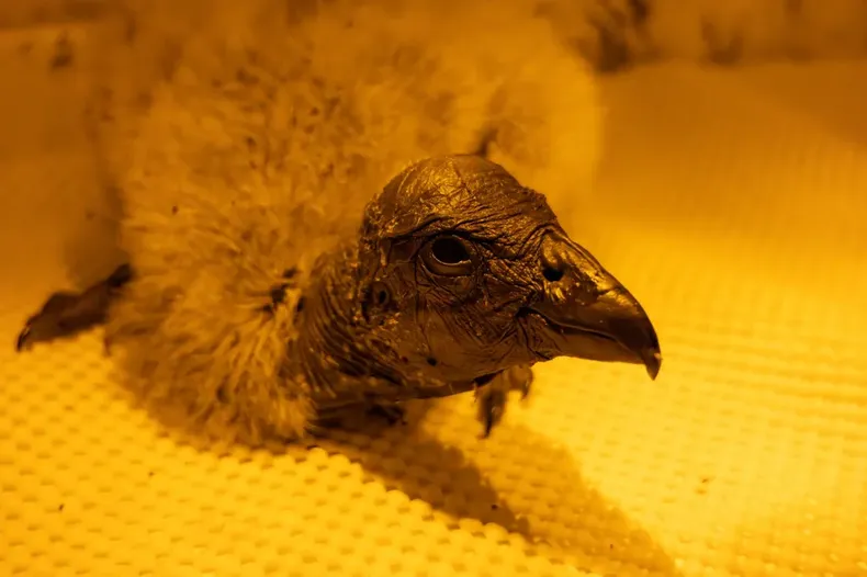 27140 ambar 1 1024x682.webp