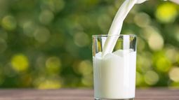En el Día Mundial de la Leche, una académica de la U. Mayor advierte que las bebidas vegetales deben fortificarse para reemplazar nutrientes de origen animal. En el Día Mundial de la Leche, una académica de la U. Mayor advierte que las bebidas vegetales deben fortificarse para reemplazar nutrientes de origen animal.