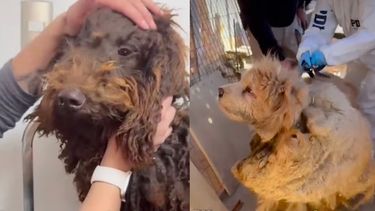 Maltrato animal: Rescate de perros de raza en criadero clandestino de La Florida.