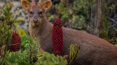 Organizaciones urgen ingreso de proyecto Ley Pudini ante ataques a fauna silvestre