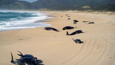 Peligra la vida de más de 200 ballenas que varan en costas neozelandesas