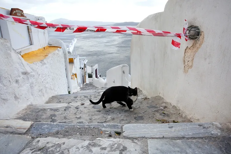 11260 santorini gato.webp