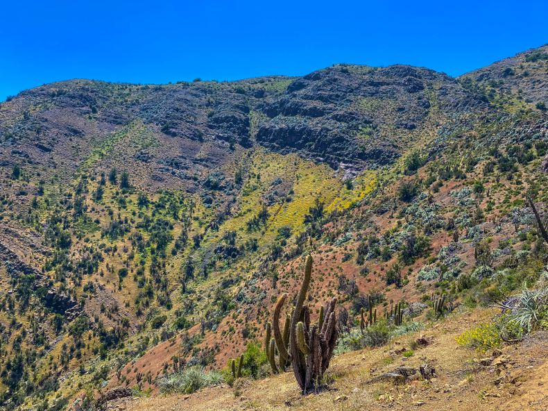 Ganadería tashumante en los Andes centrales.&nbsp;