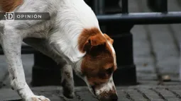 Un tema incómodo: El impacto de perros en la biodiversidad y el desafío de la tenencia responsable