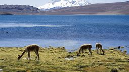 SBAP: Chile Vamos logra dejar fuera actuales Sitios Prioritarios para la Conservación de la Biodiversidad