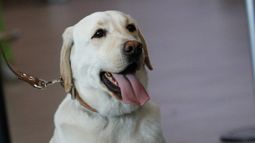 Con abstención UDI: Avanza proyecto contra zoofilia que establece penas de 3 años de cárcel