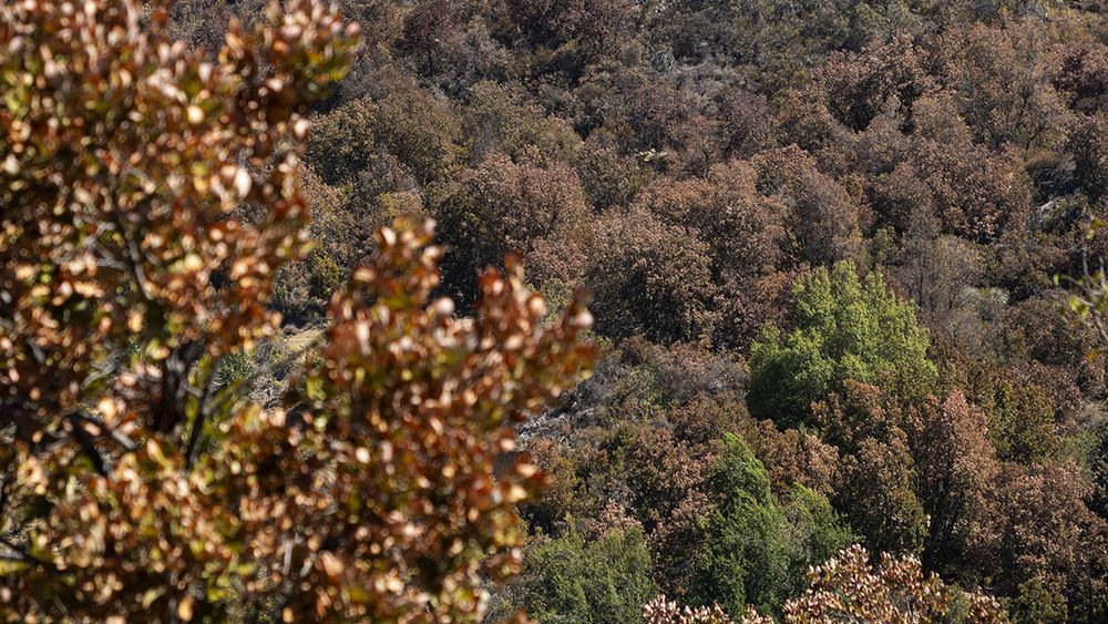 Fotos | Una pesadilla roja tras el bosque siempre verde