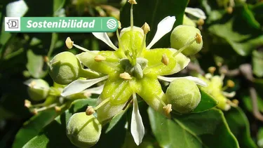 Empresa chilena es líder mundial en extracto de Quillaja: Clave para industrias de alimentos, farmacéutica y cosmética