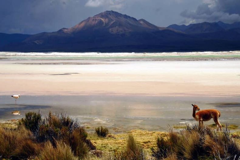 Salar_Davide Zanchettin creative commons 768x512 1.jpg