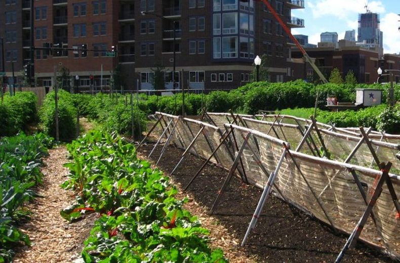 New_crops Chicago_urban_farm 1275x571 1.jpg